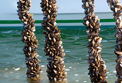 Bivalve